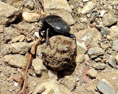dung beetle